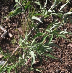 Bidens subalternans at Flynn, ACT - 8 Apr 2024