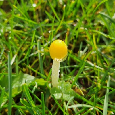 Bolbitius titubans (Yellow Fieldcap Mushroom) at QPRC LGA - 12 May 2024 by MatthewFrawley
