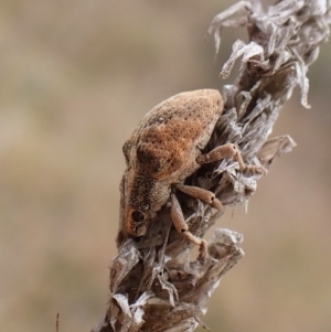 Gonipterus sp. (genus) at Mount Painter - 9 May 2024