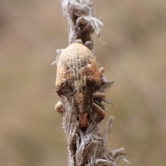 Gonipterus sp. (genus) at Mount Painter - 9 May 2024