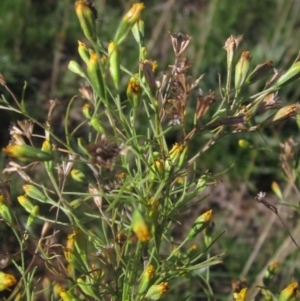 Schkuhria pinnata at Melba, ACT - 8 Apr 2024 03:18 PM