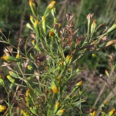 Schkuhria pinnata (Curious Weed, Dwarf Mexican Marigold) at Melba, ACT - 8 Apr 2024 by pinnaCLE