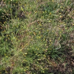 Schkuhria pinnata at Melba, ACT - 8 Apr 2024