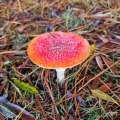 Amanita muscaria (Fly Agaric) at QPRC LGA - 12 May 2024 by MatthewFrawley