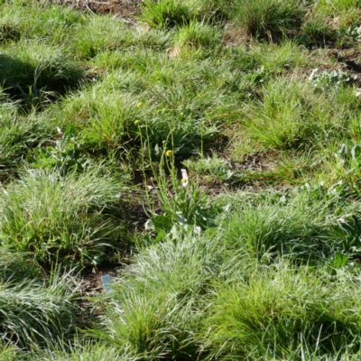 Craspedia sp. (Billy Buttons) at Lyons, ACT - 21 Sep 2020 by ran452