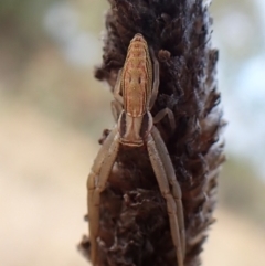 Runcinia acuminata (Pointy Crab Spider) at Mount Painter - 3 May 2024 by CathB