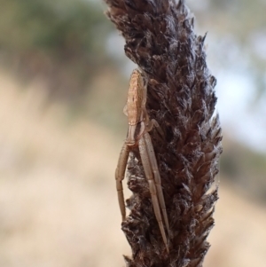 Runcinia acuminata at Mount Painter - 3 May 2024