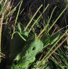 Plantago major (Greater Plantain) at Melba, ACT - 8 Apr 2024 by pinnaCLE