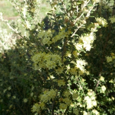 Phebalium squamulosum subsp. ozothamnoides (Alpine Phebalium, Scaly Phebalium) at Lyons, ACT - 20 Sep 2020 by ran452