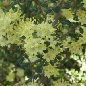 Phebalium squamulosum subsp. ozothamnoides at Lyons, ACT - 21 Sep 2020