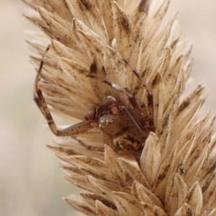 Australomisidia sp. (genus) (Flower spider) at Cook, ACT - 9 May 2024 by CathB