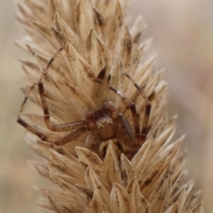 Australomisidia sp. (genus) at Mount Painter - 9 May 2024