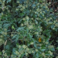 Hedera sp. (helix or hibernica) (Ivy) at Melba, ACT - 8 Apr 2024 by pinnaCLE