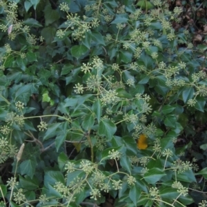 Hedera sp. (helix or hibernica) at Melba, ACT - 8 Apr 2024