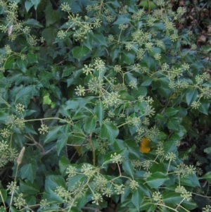 Hedera helix at suppressed by pinnaCLE