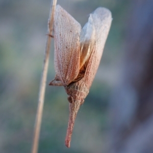 Rentinus dilatatus at Mount Painter - 1 May 2024