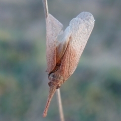 Rentinus dilatatus at Mount Painter - 1 May 2024