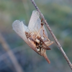 Rentinus dilatatus at Mount Painter - 1 May 2024 04:17 PM