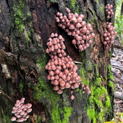 Mycena 'clarkeana group' at Uriarra Village, ACT - 12 May 2024 by Rebeccaryanactgov