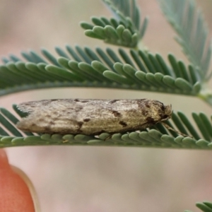 Philobota (genus) (Unidentified Philobota genus moths) at Aranda Bushland by CathB