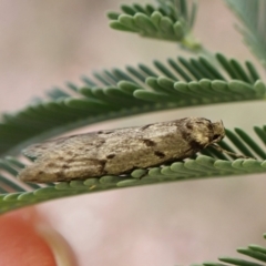 Philobota (genus) at Aranda Bushland - 3 May 2024