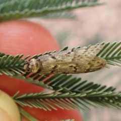 Philobota (genus) at Aranda Bushland - 3 May 2024