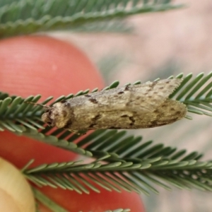 Philobota (genus) at Aranda Bushland - 3 May 2024