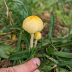 Bolbitius titubans (Yellow Fieldcap Mushroom) at Giralang, ACT - 10 May 2024 by AlexGM