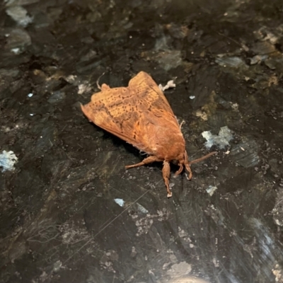 Oxycanus (genus) (Unidentified Oxycanus moths) at Penrose, NSW - 9 May 2024 by NigeHartley