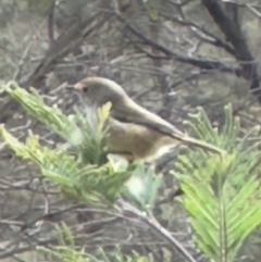 Acanthiza pusilla (Brown Thornbill) at Bungendore, NSW - 12 May 2024 by yellowboxwoodland