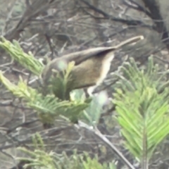 Acanthiza pusilla at QPRC LGA - 12 May 2024