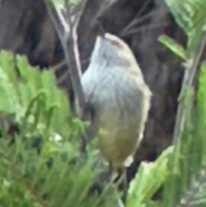 Acanthiza pusilla at QPRC LGA - 12 May 2024