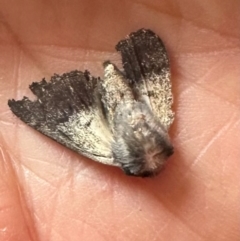 Unidentified Noctuoid moth (except Arctiinae) at QPRC LGA - 12 May 2024 by yellowboxwoodland