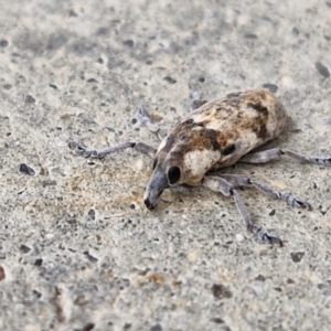 Lixus mastersii at Holt, ACT - 12 May 2024 12:49 PM