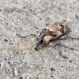 Unidentified Weevil (Curculionoidea) at suppressed by trevorpreston