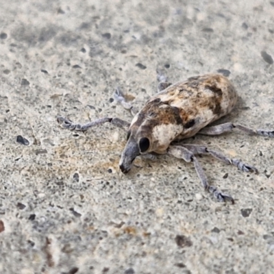 Unidentified Weevil (Curculionoidea) at Holt, ACT - 12 May 2024 by trevorpreston