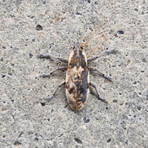 Lixus mastersii at Holt, ACT - 12 May 2024 12:49 PM