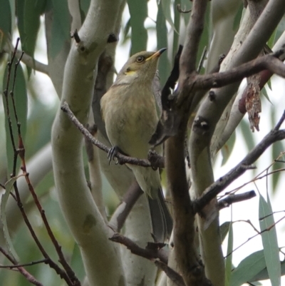 Ptilotula fusca (Fuscous Honeyeater) at Hall, ACT - 12 May 2024 by Anna123