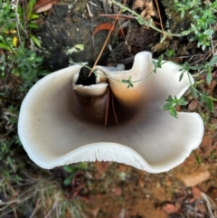 Omphalotus nidiformis (Ghost Fungus) at Uriarra Village, ACT - 12 May 2024 by Rebeccaryanactgov