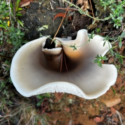 Omphalotus nidiformis (Ghost Fungus) at Uriarra Village, ACT - 12 May 2024 by Rebeccaryanactgov