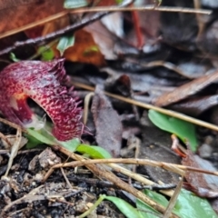 Corysanthes hispida (Bristly Helmet Orchid) at Paddys River, ACT - 11 May 2024 by BethanyDunne