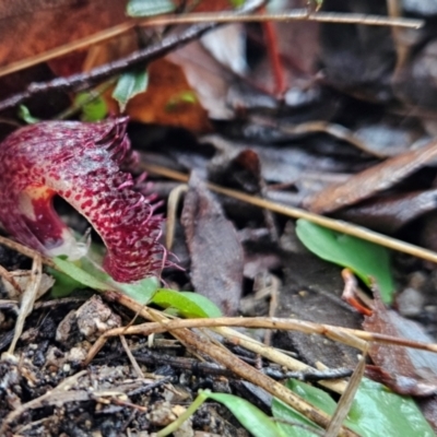 Corysanthes hispida (Bristly Helmet Orchid) at Paddys River, ACT - 11 May 2024 by BethanyDunne