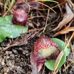 Corysanthes hispida at Tidbinbilla Nature Reserve - suppressed