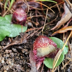 Corysanthes hispida at Tidbinbilla Nature Reserve - suppressed