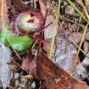 Corysanthes hispida at Tidbinbilla Nature Reserve - suppressed