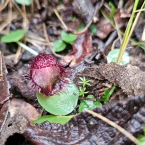 Corysanthes hispida at Tidbinbilla Nature Reserve - 12 May 2024