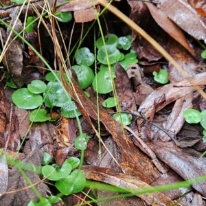 Corysanthes hispida at Tidbinbilla Nature Reserve - 12 May 2024