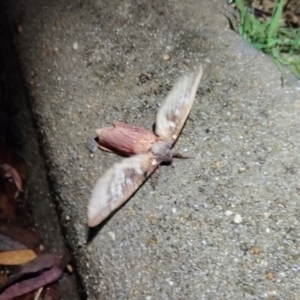 Oxycanus (genus) at Cook, ACT - 11 May 2024