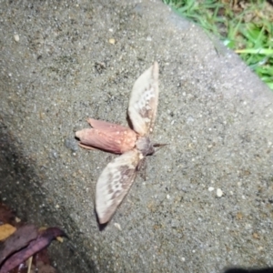 Oxycanus (genus) at Cook, ACT - 11 May 2024