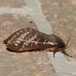 Oxycanus australis at Harrison, ACT - 11 May 2024